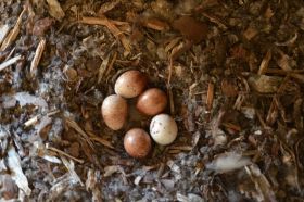 Nest_Eier01.JPG