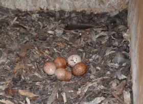 Nest_Eier02.JPG